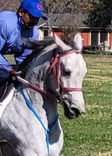 ARABIAN HORSES FOR SALE, SAN ANTONIO TEXAS AREA